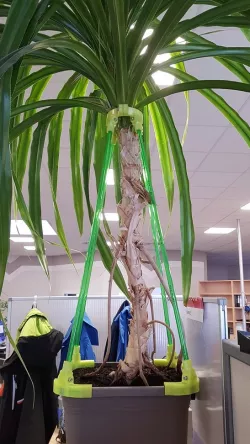Plant Support