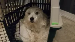 Remington Dog Crate Clip