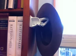 Salmon shark chondrocranium hat rack