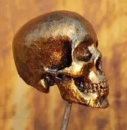 Skull