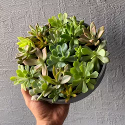 Succulent Wall Frame from Prusament Spool