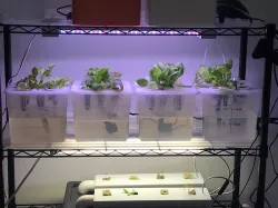 Ultimate Desktop Hydroponic Garden