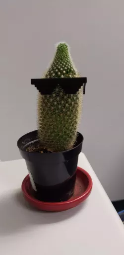 60mm sunglasses for a cactus