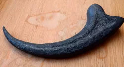 Alan Grant's Raptor Claw (with alignment pins)