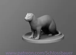 Ferret