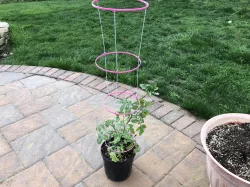 Garden Trellis Coat Hanger Cage
