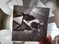 Lithopane