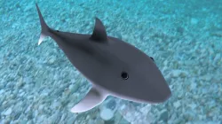 Shark baby