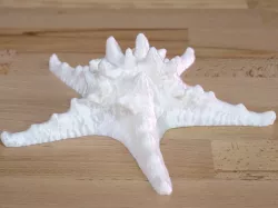 Starfish photogrammetry scan