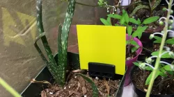 Sticky trap holder