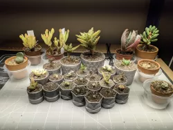 Vase mode plant pots