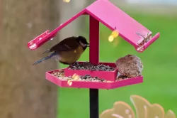 Bird feeder