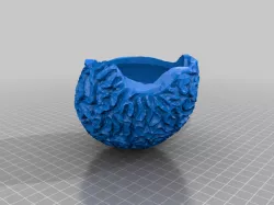Brain coral skeleton bowl/planter