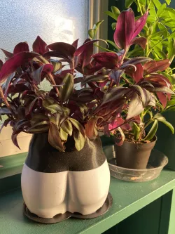 Butt planter