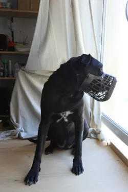 dog muzzle