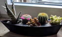 Flowerpot for Five Mini-Cactus