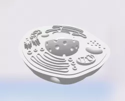Mini Animal Cell Combined Into One Model