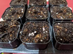 Seed Tray (Plug/Module Tray)