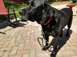 Dog Leash Clip