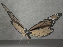 Monarch butterfly