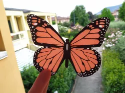 Monarch Butterfly