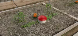 Mushroom slug trap / Piège à  limaces Champignon