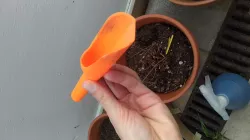 Pocket shovel/scoop for gardening.