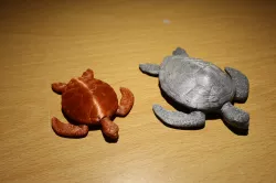 Sea Turtle
