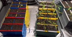 Seed starter quad-pod