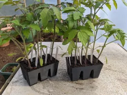 6 Cell Module Tray (Seed/Plug Tray)