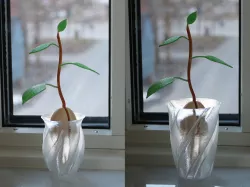 Avocado seed vases