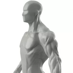 Human Muscle Model Conversion