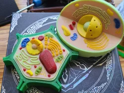 Plant and Animal Cell Models (MMU2S compatible)