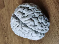 Real human brain from MRI scan