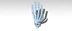 Robotic Human Hand Skeleton