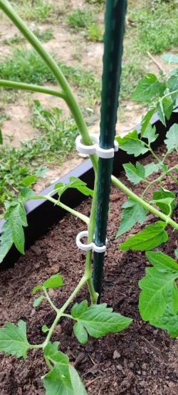 Simple plant clip