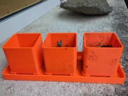 Triple seedling planter tray