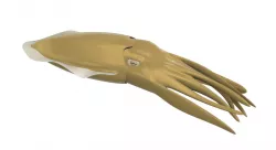 Cuttlefish
