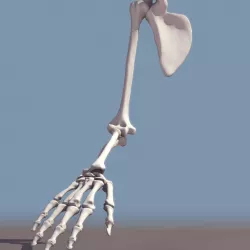 Human, Arm Bones