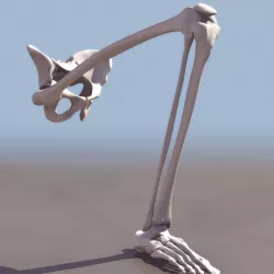 Human, Leg Bones