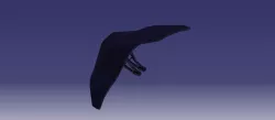 Rear Car Spoiler