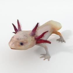 Axolotl Low-poly  3D model