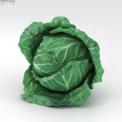 Cabbage 3D model