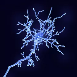 Cerebral cortex neuron 3D model
