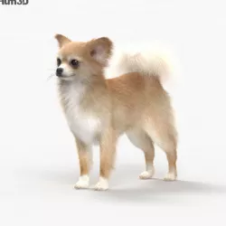 Chihuahua HD 3D model