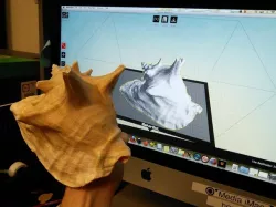 Conch Shell