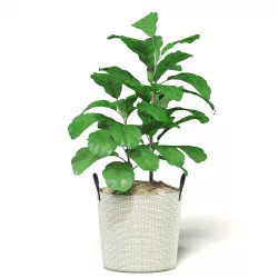 Fig Plant 3D Model in Wicker Basket 3D model