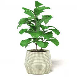 Fig Plant 3D Model in Wicker Basket 3D model