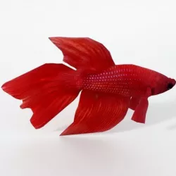 Fish Betta Low-poly  3D model