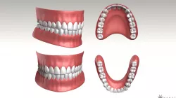 Highpoly Human Teeth set 3D model